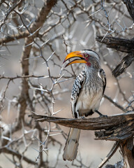 Yellow Hornbill Profile