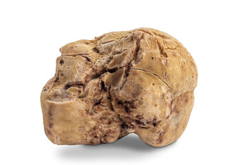 White truffle of Alba isolated