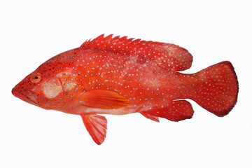 Coral hind or Blue spotted red grouper (Cephalopholis miniata)