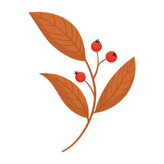 Rosehip in flat vector style, isolated on white background. Hand drawn vector illustration of rosehip with colorful autumn lava. Branch with red berries, hand drawn