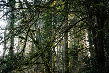 Äste von Baum mit Moos bewachsen
