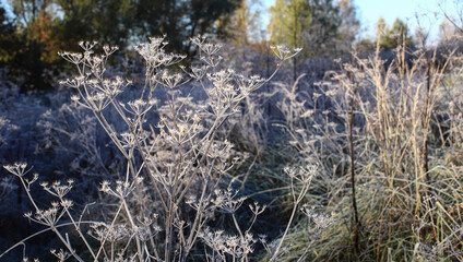 Field grass, nettle leaves, chamomile flowers, dandelions are covered with frost, frost. Close up partial focus. Spring and autumn morning frosts. Frost, cold.
