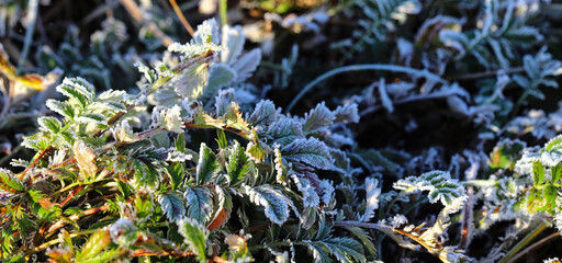 Field grass, nettle leaves, chamomile flowers, dandelions are covered with frost, frost. Close up partial focus. Spring and autumn morning frosts. Frost, cold.