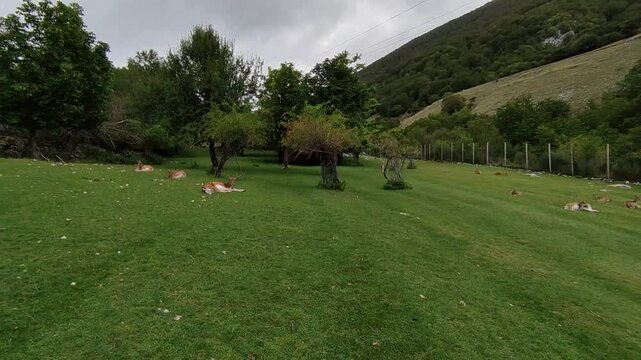 Villetta Barrea - Daini a riposo sul prato del Centro Visita