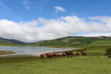 Obraz premium Manada de caballos paciendo junto a un embalse en zona montañosa.