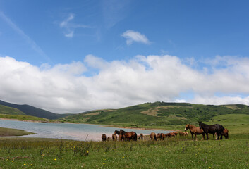 Obraz premium Paisaje de montaña con manada de caballos pastando junto a un embalse en las montañas del norte de España.