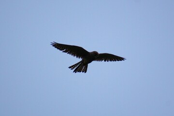 Greifvogel jagt