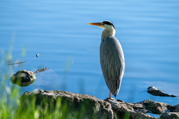 Graureiher am Bodensee