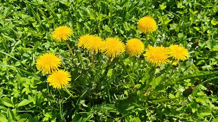 Beautiful little yellow dandelion flowers bloom in fields and meadows in spring