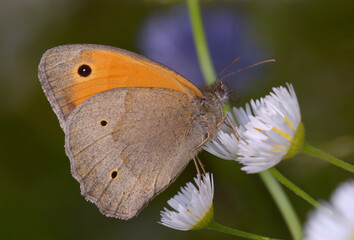 butterfly meadow brown Maniola jurtina sitting on a plant