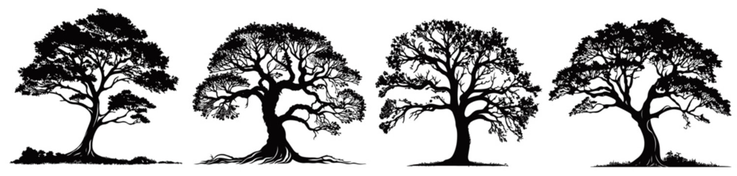 oak tree silhouettes with detailed branches, black vector design