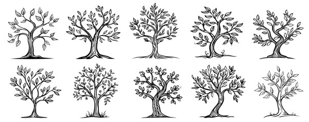 different types of deciduous trees, vector style tree silhouette icons © Kaz