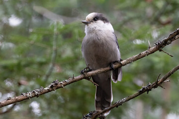 Canada Jay or Grey Jay Bird in Algonquin Park: Canadian Ontario Wildlife Photography