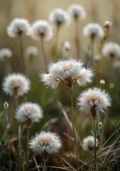 Obraz premium seeds in the wind