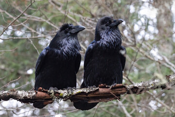Ravens Perched in Algonquin Park: Wildlife Photography on Mizzy Trail.  Canada Ontario.
