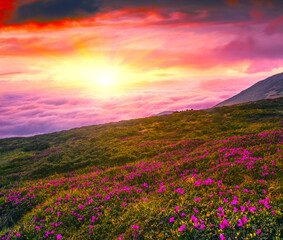 blooming summer rhododendrons flowers in the mountains, amazing panoramic nature scenery