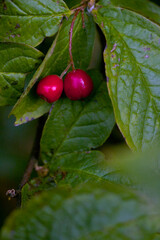 cherries on a branch