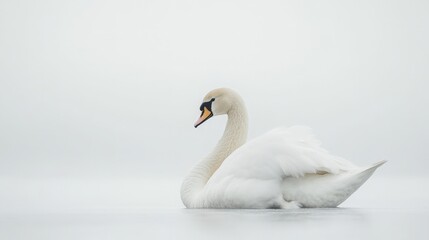 Obraz premium Graceful white swan with head raised, seated in profile view, centered in the frame, looking slightly off-camera, isolated on white background, full-length portrait