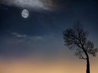 tree in twilight during dawn with the moon