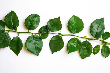 Fototapeta premium Vibrant green rose leaves arranged neatly on a white background, showcasing their intricate shape and natural beauty. Generative AI