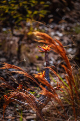 Grama e flor ornamentais laranja no Parque da Serra do Curral em Belo Horizonte, Minas Gerais, Brasil