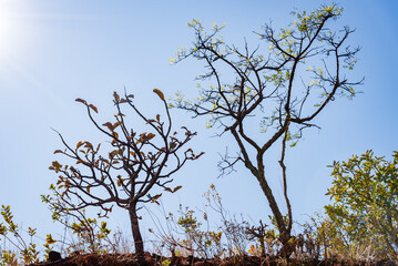 Pequenas árvores e plantas no Parque da Serra do Curral em Belo Horizonte, Minas Gerais, Brasil