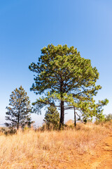 Árvores no Parque da Serra do Curral em Belo Horizonte, Minas Gerais, Brasil