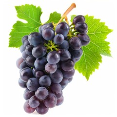 Fototapeta premium Fresh bunch of purple grapes hanging on the vine with leaves, isolated on white