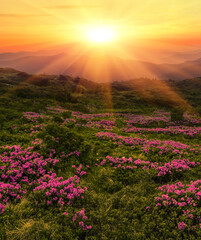 blossom pink rhododendrons flowers, amazing panoramic nature scenery