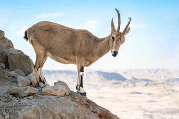 Nubian ibex standing on a mountain in the Ramon crater with a beautiful mountain israeli landscape...