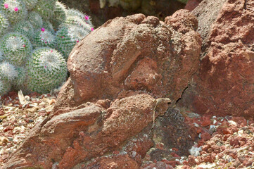 Little Lizard on a Rock