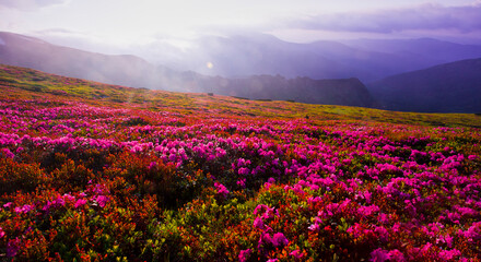 Obraz premium blossom pink rhododendrons flowers, amazing panoramic nature scenery