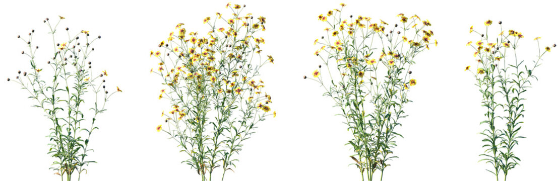 Set of Coreopsis tinctoria (commonly called plains coreopsis, garden coreopsis, golden tickseed or calliopsis) frontal isolated png on a transparent background perfectly cutout high resolution