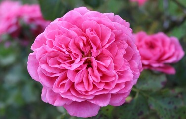 pink roses on a green background in the garden. Beautiful natural background. Floral landscape. Flowers close up. rose buds. Delicate petals. Aroma. Background texture. Nature. Autumn garden.