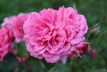 Obraz premium pink roses on a green background in the garden. Beautiful natural background. Floral landscape. Flowers close up. rose buds. Delicate petals. Aroma. Background texture. Nature. Autumn garden.
