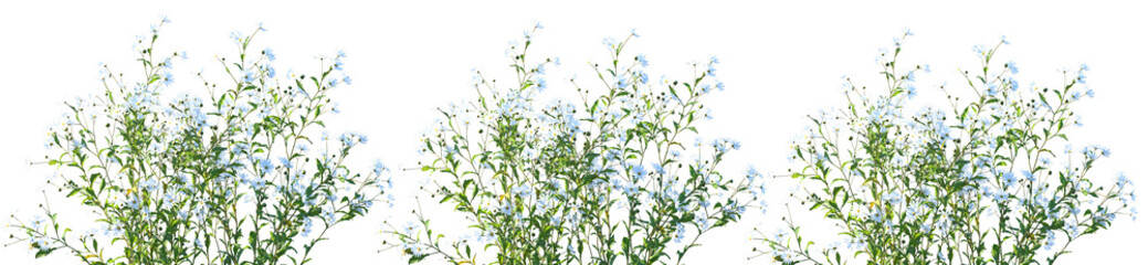 Set of Kalimeris indica (also known as Indian aster or Indian Kalimeris) frontal isolated png on a transparent background perfectly cutout high resolution