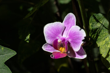 Purple Orchid Flower - Phalaenopsis 