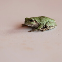Close-Up of a Green Tree Frog Resting on a Surface