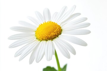 A close-up shot of a single white flower with a bright yellow center, perfect for use in designs related to nature and simplicity