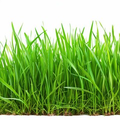 Green grass growing on white background representing nature and spring