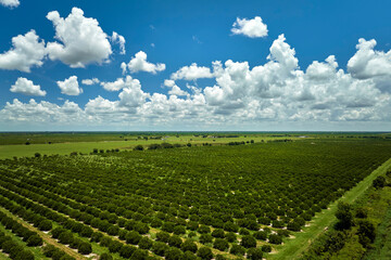 Aerial view of Florida farmlands with rows of orange grove trees growing on a sunny day