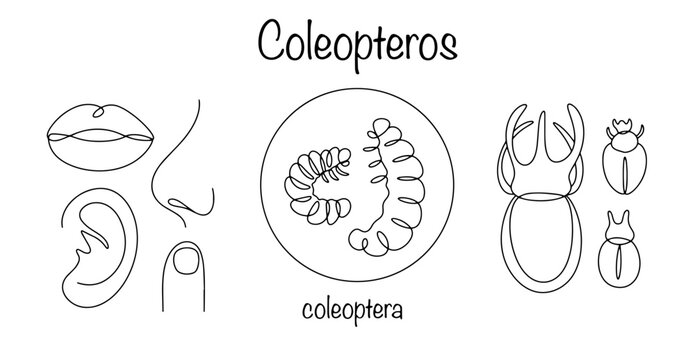 Coleopteros