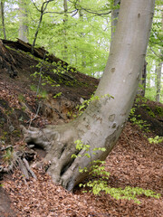 Obraz premium On the way in the primeval forest of the Warnow Urstromtal (Mecklenburg-Vorpommern, Germany)