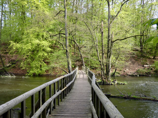 On the way in the primeval forest of the Warnow Urstromtal (Mecklenburg-Vorpommern, Germany)