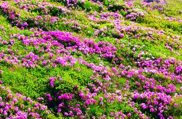 Obraz premium blossom pink rhododendrons flowers, amazing panoramic nature scenery