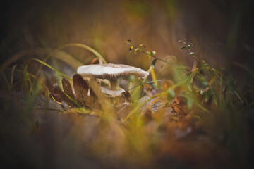 Lone mushroom among autumn leaves and green, yellow grass on a sunny day.
