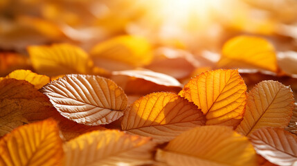 Golden Autumn Leaves in Sunlight, fall, foliage, nature, season, yellow