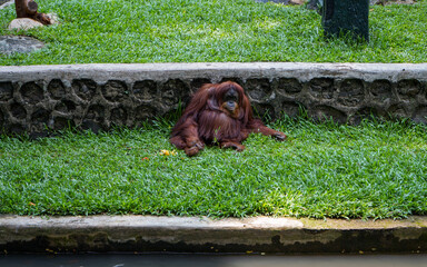 Meet the Orangutan (Pongo pygmaeus) - a captivating primate native to the lush rainforests of...