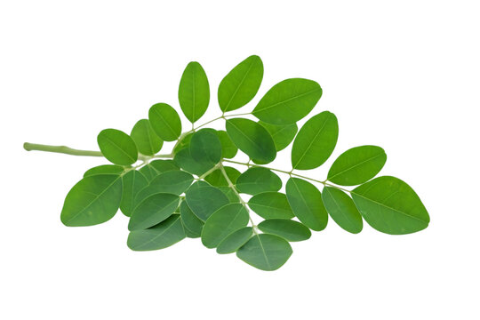 image of moringa leaves on transparent background, PNG file 