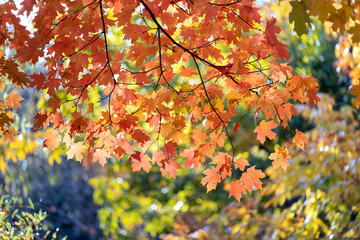 Colorful fall foliage in autumnal park. Yellow forest leaves landscape